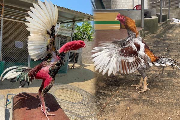 Đá gà trực tiếp hôm nay ở đâu? Cập nhật link nhanh nhất 20 Đá gà trực tiếp