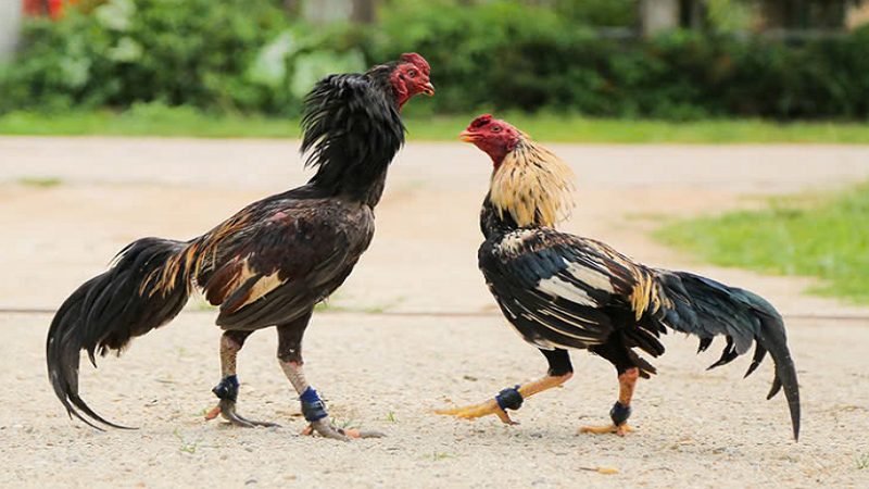 Gà Bảo Sting bất bại