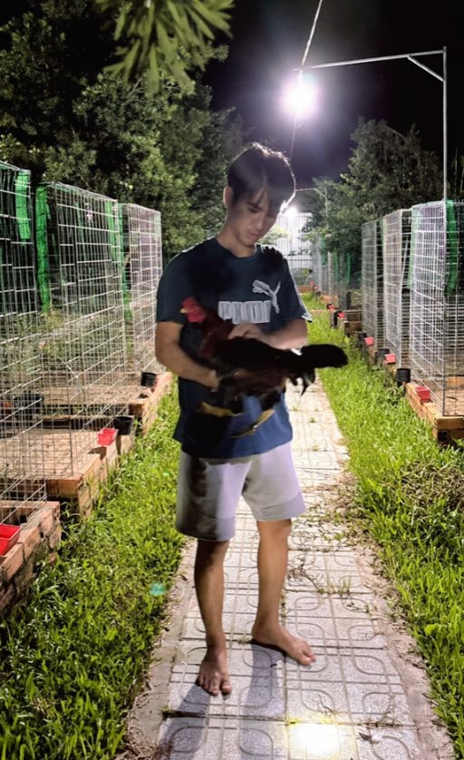 Gà Bảo Sting – Danh bất hư truyền hay truyền miệng? 2 Gà Bảo Sting