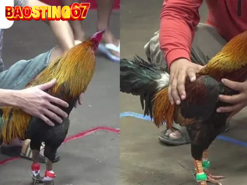 Gà chiến trại Baosting