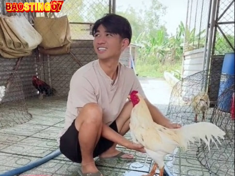 Kinh nghiệm chọn gà đá tại trại gà bao Sting cho người mới 2 chọn gà đá