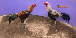 Hành trình xây dựng danh tiếng trại gà đá Bảo Sting 3 Danh tiếng trại gà đá Bảo Sting