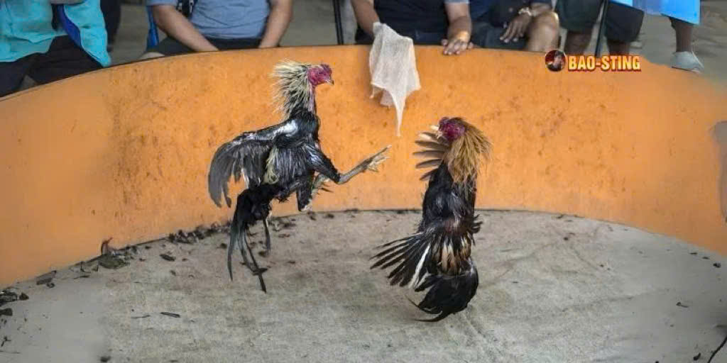 Hành trình xây dựng danh tiếng trại gà đá Bảo Sting 5 Danh tiếng trại gà đá Bảo Sting