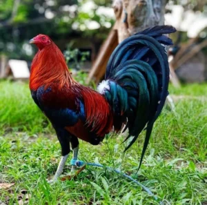 Những dòng gà đá danh tiếng chỉ có tại trại gà đá Bảo Sting 2 dòng gà đá danh tiếng