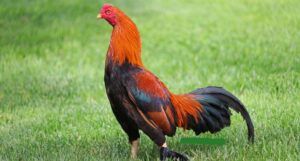 Những dòng gà đá danh tiếng chỉ có tại trại gà đá Bảo Sting 4 dòng gà đá danh tiếng