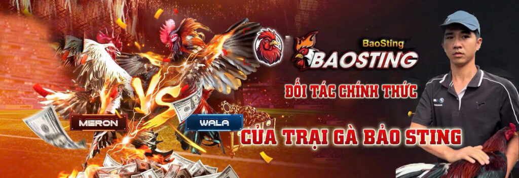 Web đá gà  uy tín bao sting
