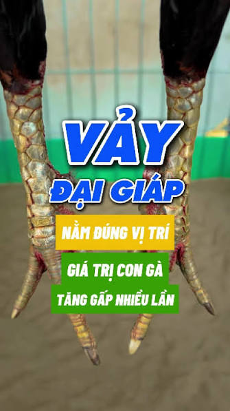 Cách xem vảy gà đại giáp chuẩn xác cho người mới 4 images 1