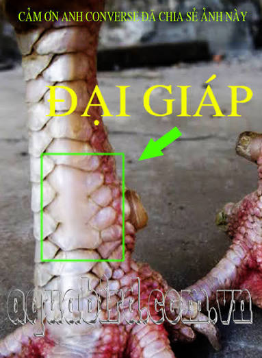 Cách xem vảy gà đại giáp chuẩn xác cho người mới 3 images